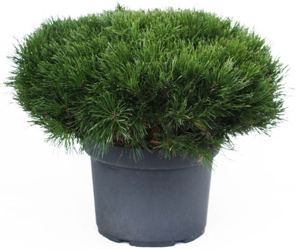 Vuorimänty Pinus Mugo P26