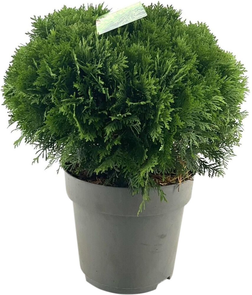 Pallotuija Thuja Occidentalis Danica P31