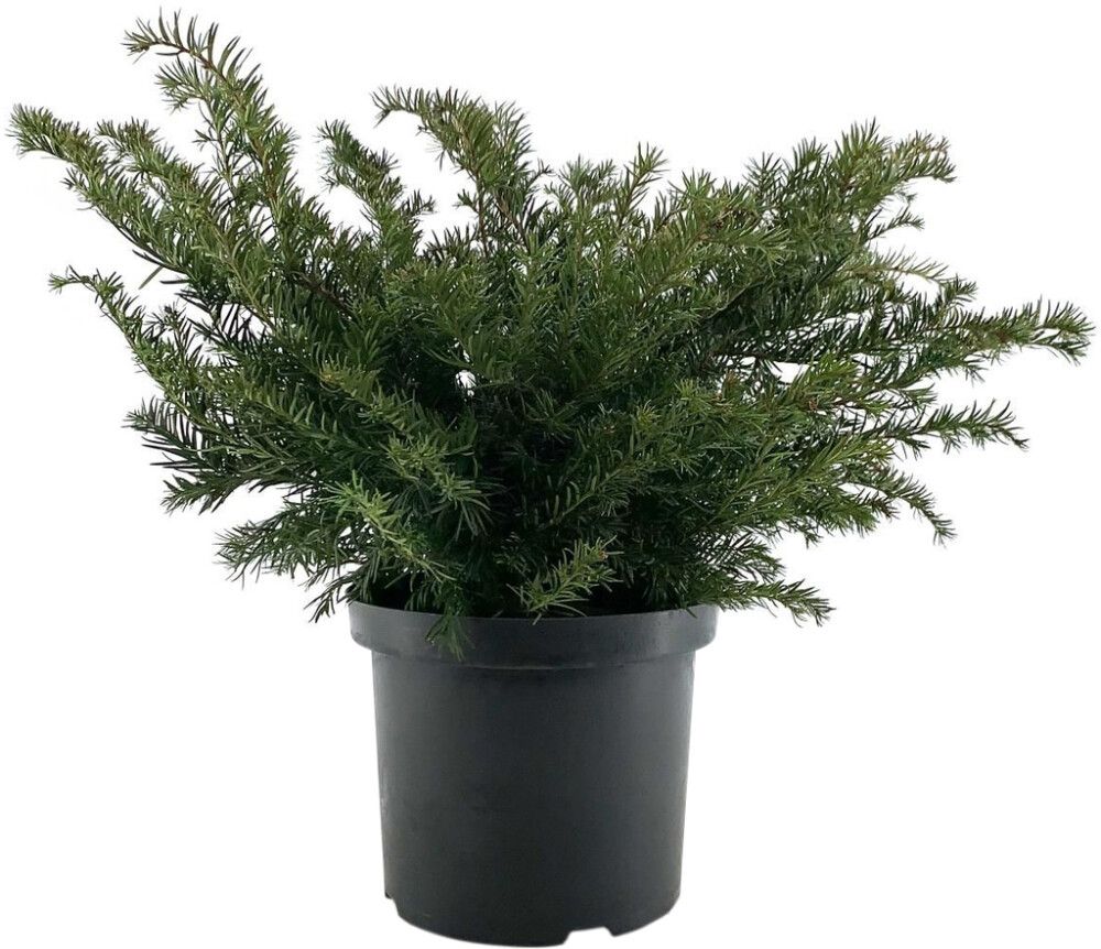 Euroopanmarjakuusi Taxus Baccata Repandens P31