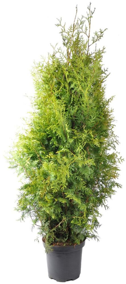 Kartiotuija Thuja Occidentalis Brabant P26 120-140 cm