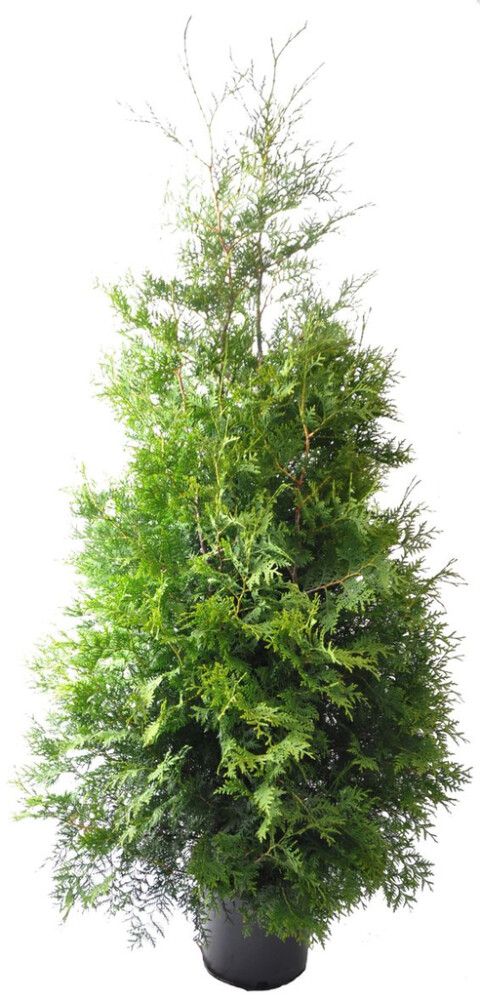 Kartiotuija Thuja Occidentalis Brabant P31 160-180 cm