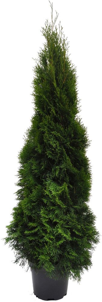 Timanttituija Thuja Occidentalis Smaragd P31 140-160 cm