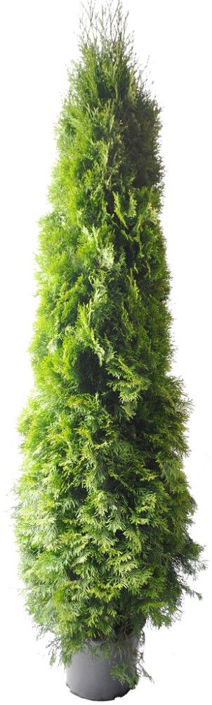 Timanttituija Thuja Occidentalis Smaragd P31 160-180 cm