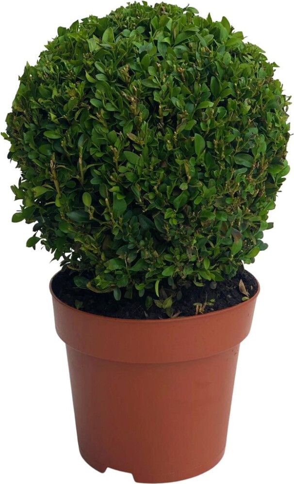 Puksipuu Buxus Sempervirens P19 25 cm
