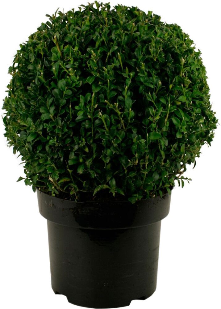 Puksipuu Buxus Sempervirens P23 30 cm
