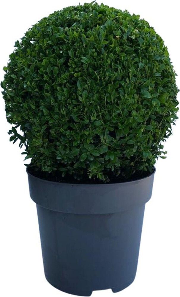 Puksipuu Buxus Sempervirens P26 35 cm