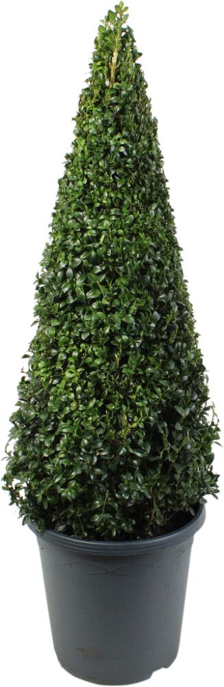 Puksipuu Buxus Sempervirens Pyramidi P23 60 cm