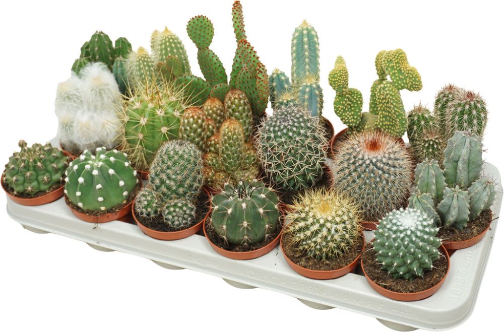Kaktus Mix P8,5