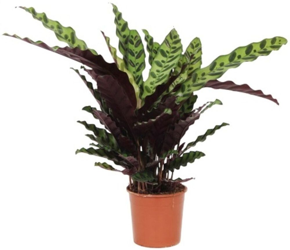 Marmorimaija Calathea Insigne Mix P14