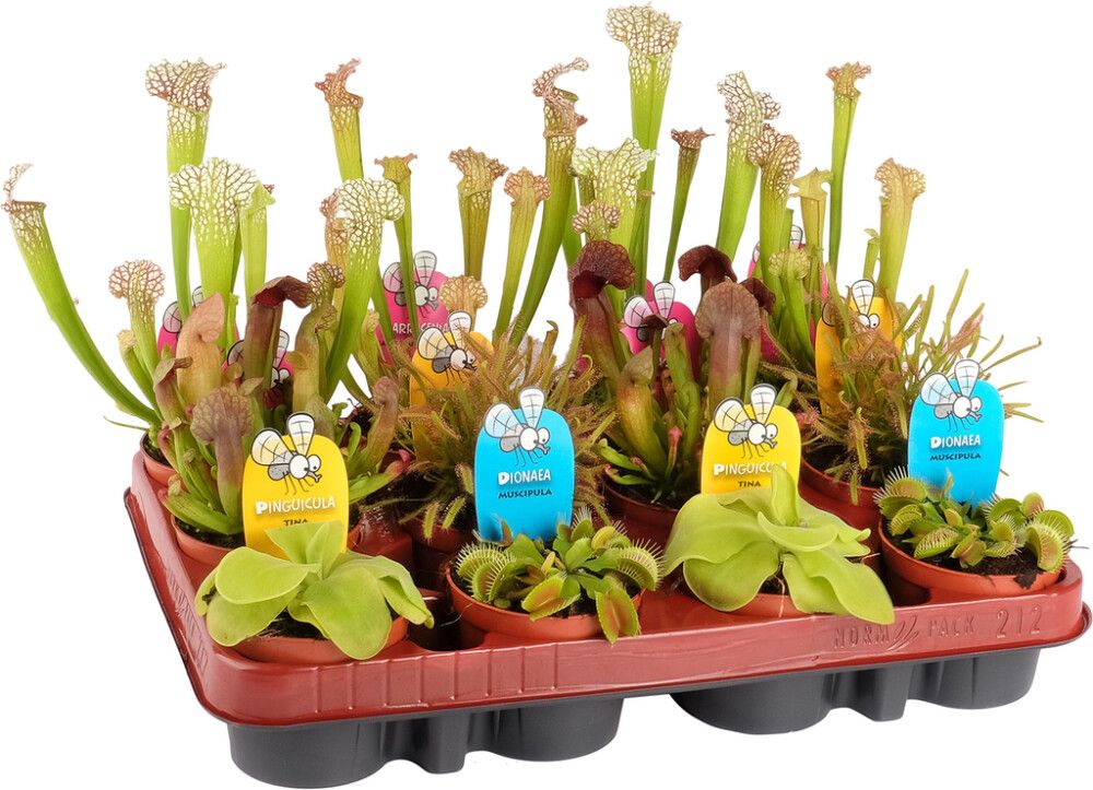 Lihansyöjäkasvi Mix P8,5