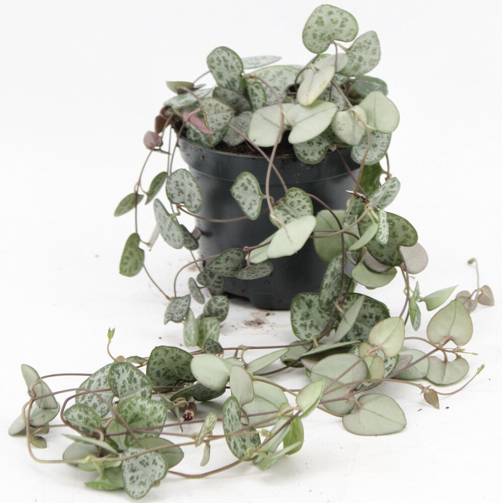 Herttalyhty Ceropegia Woodii P8