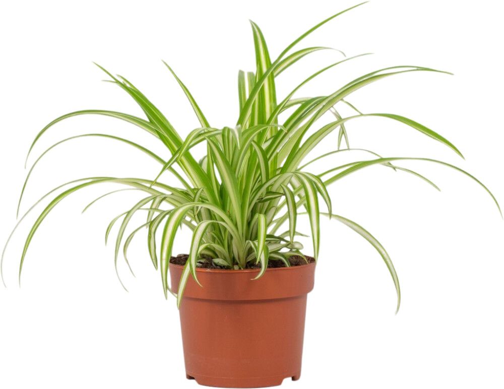 Kirjorönsylilja Chlorophytum Variegatum P12