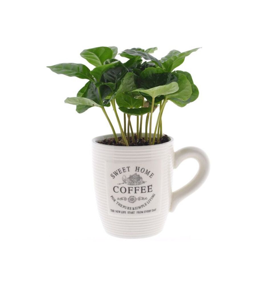 Kahvipensas Coffee Arabica mukissa P7