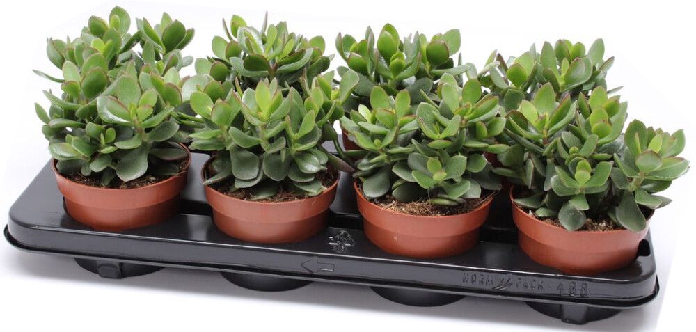 Rahapuu Minova Magic Crassula