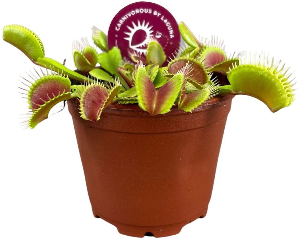 Kärpäsloukku Dionaea Muscipula P8