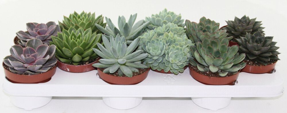 Mehiruusuke Echeveria Mix P10,5