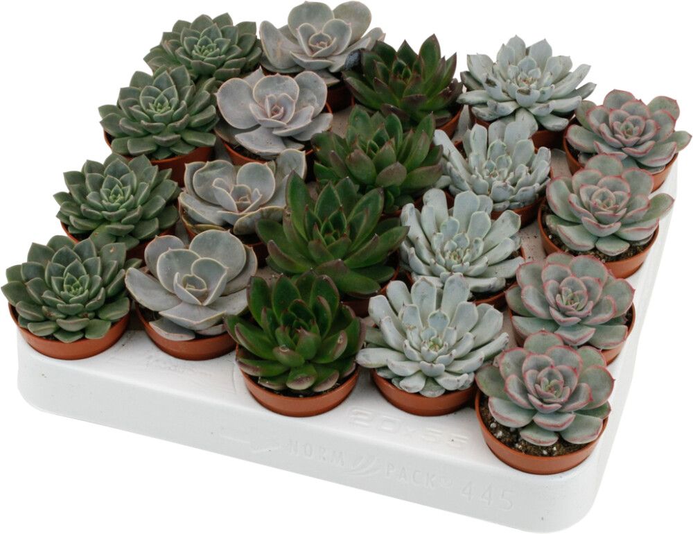 Mehiruusuke Echeveria Mix P5,5