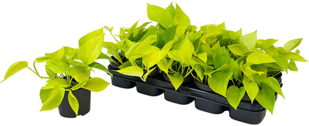 Kultaköynnös Golden Pothos P12