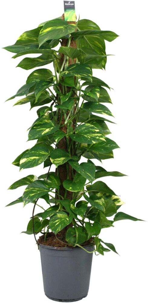 Kultaköynnös tukikepillä P24