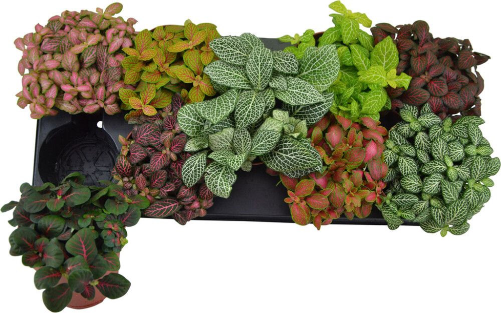 Pitsilehti Fittonia Mix P12
