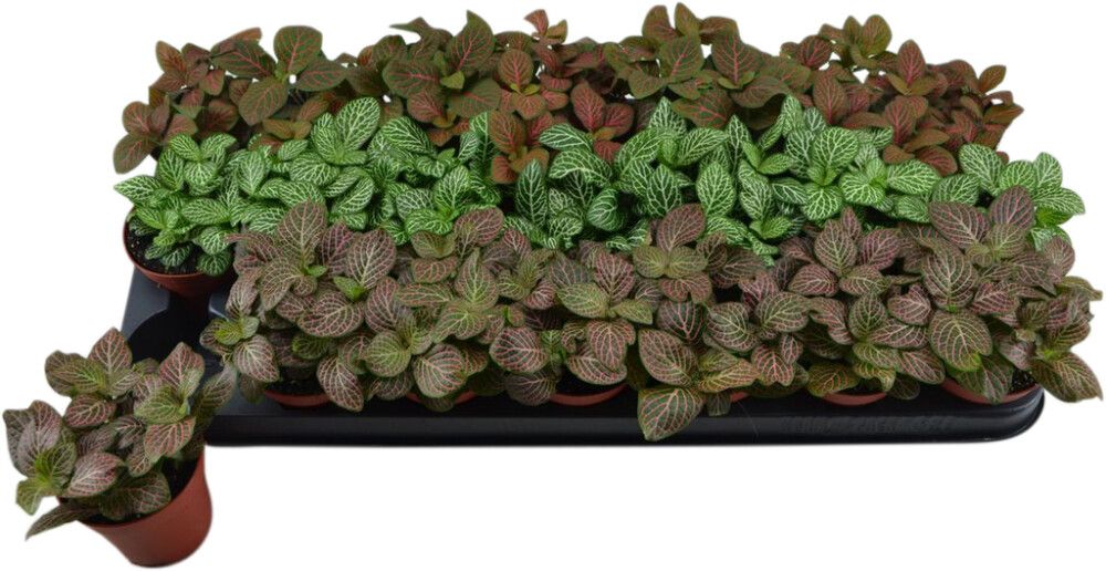 Pitsilehti Fittonia Mix P8