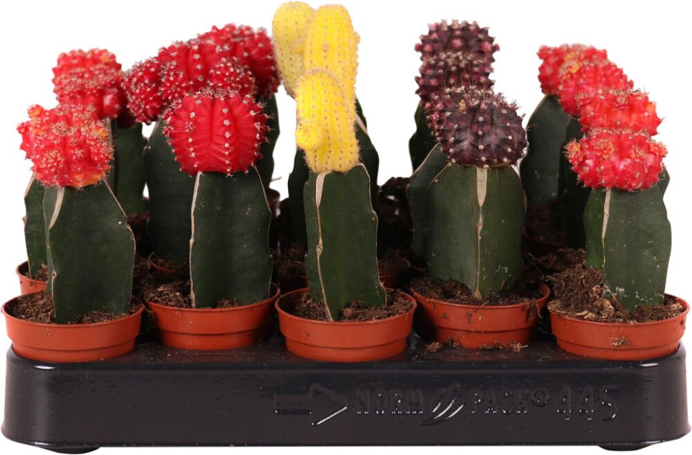 Pallerokaktus Gymnocalycum Mix P5,5