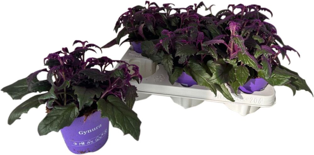 Samettilehti Gynura P12