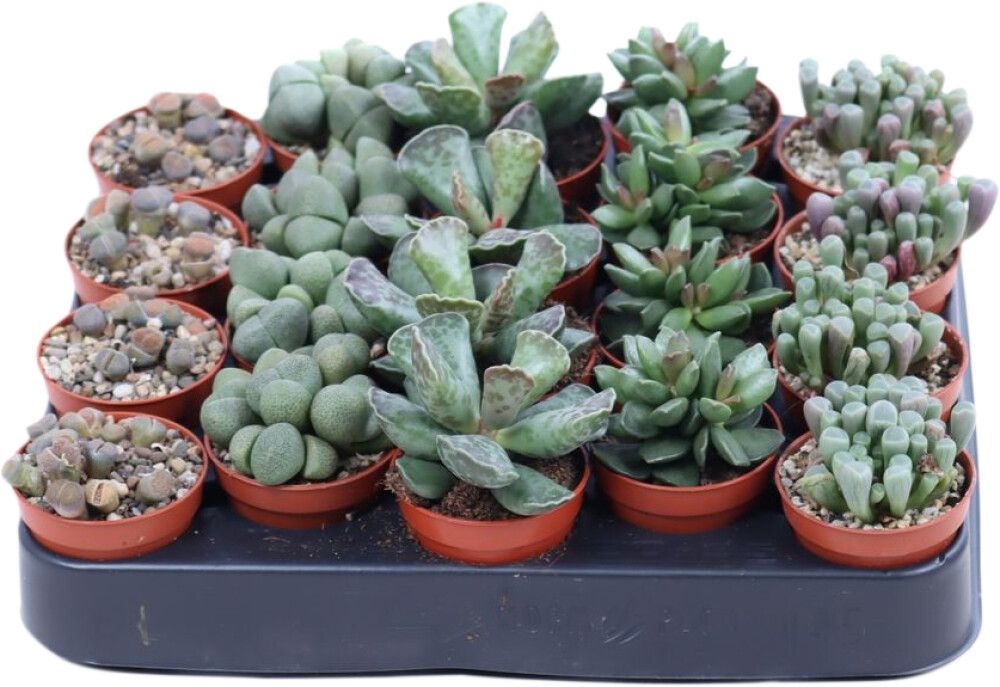 Kivikukka Lithops Mix P5