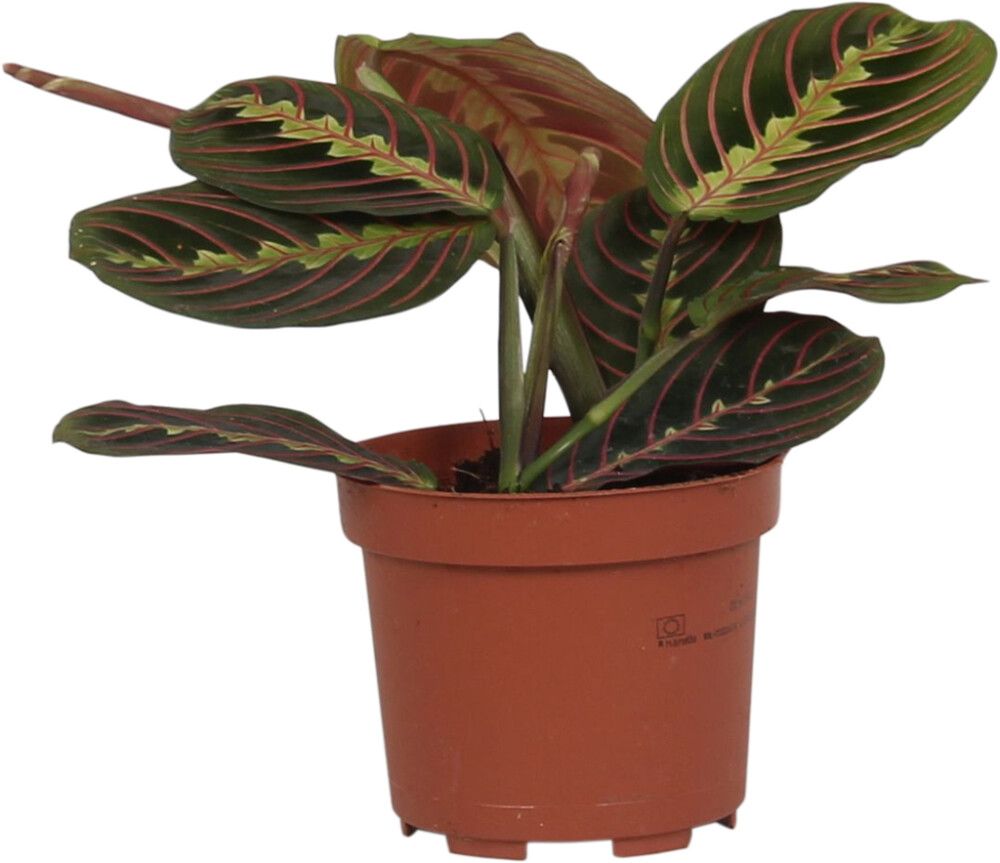 Paavonnukkumatti Maranta Leuconeura P12