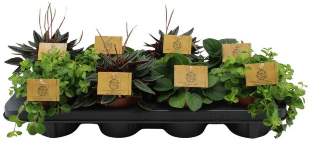 Muorinkukka Peperomia Mix P10,5