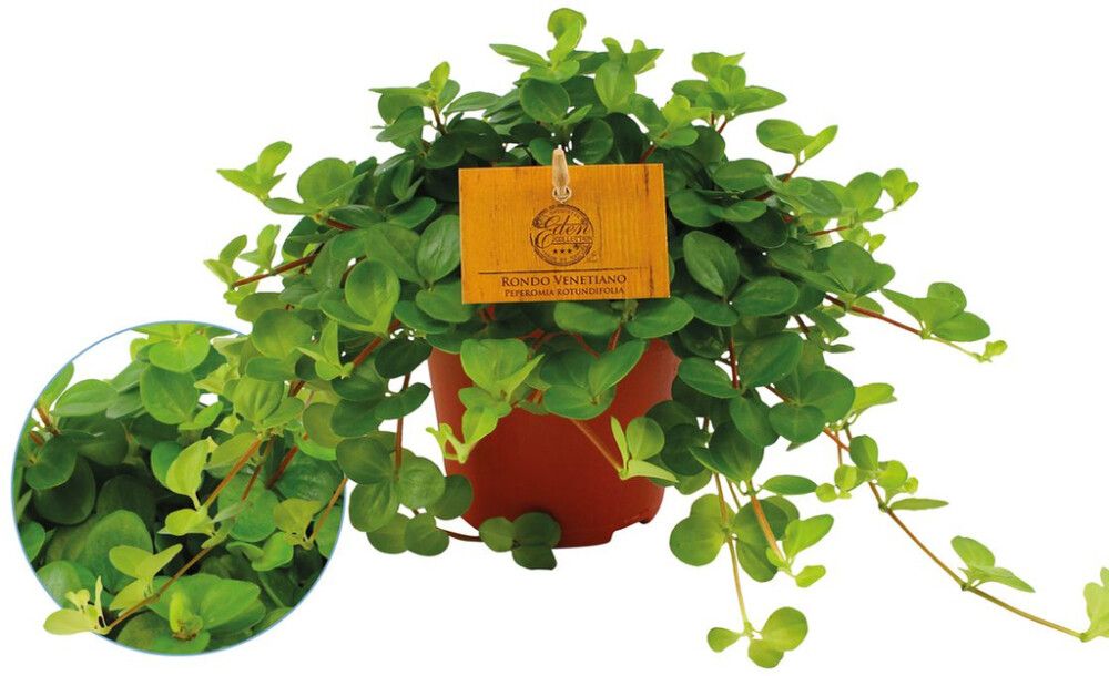 Pennimuori Peperomia Rotundifolia P12