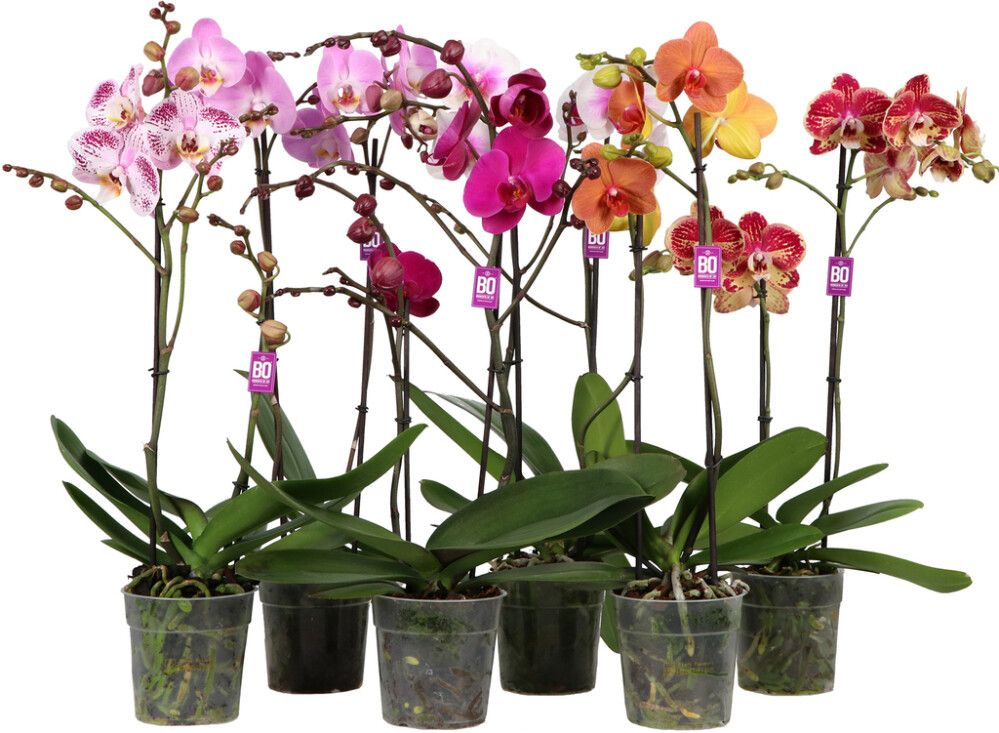 Perhoskämmekkä Phalaenopsis Mix 2-vanaa P12