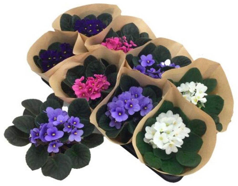 Paavalinkukka Saintpaulia P12