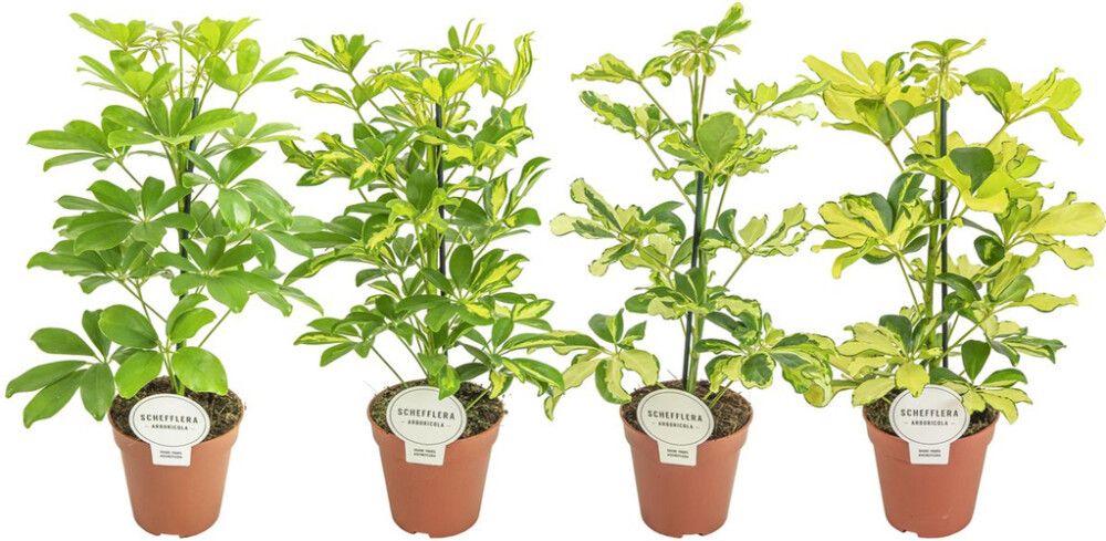 Siroliuska-Aralia Schefflera Mix P13