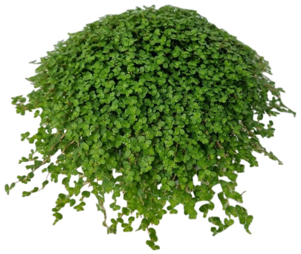 Kodinonni Soleirolia Soleirolii P13