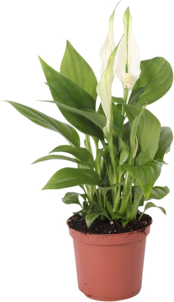 Viirivehka Spathiphyllum Pearl Cubido P7