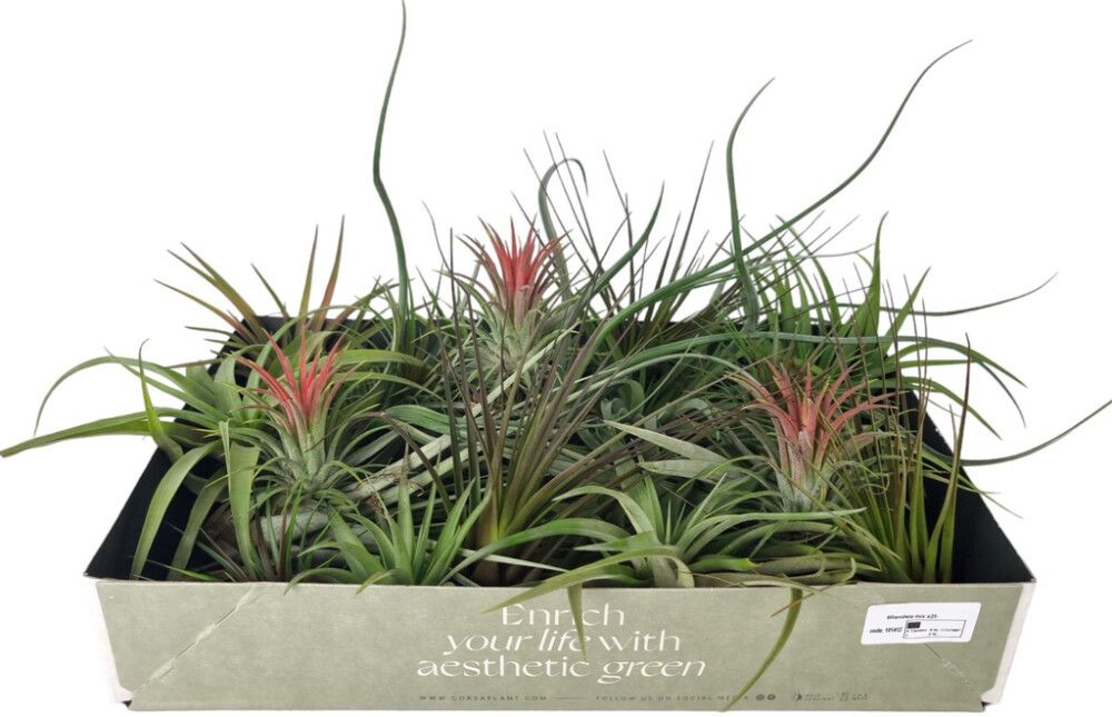 Tillandsia Mix P7