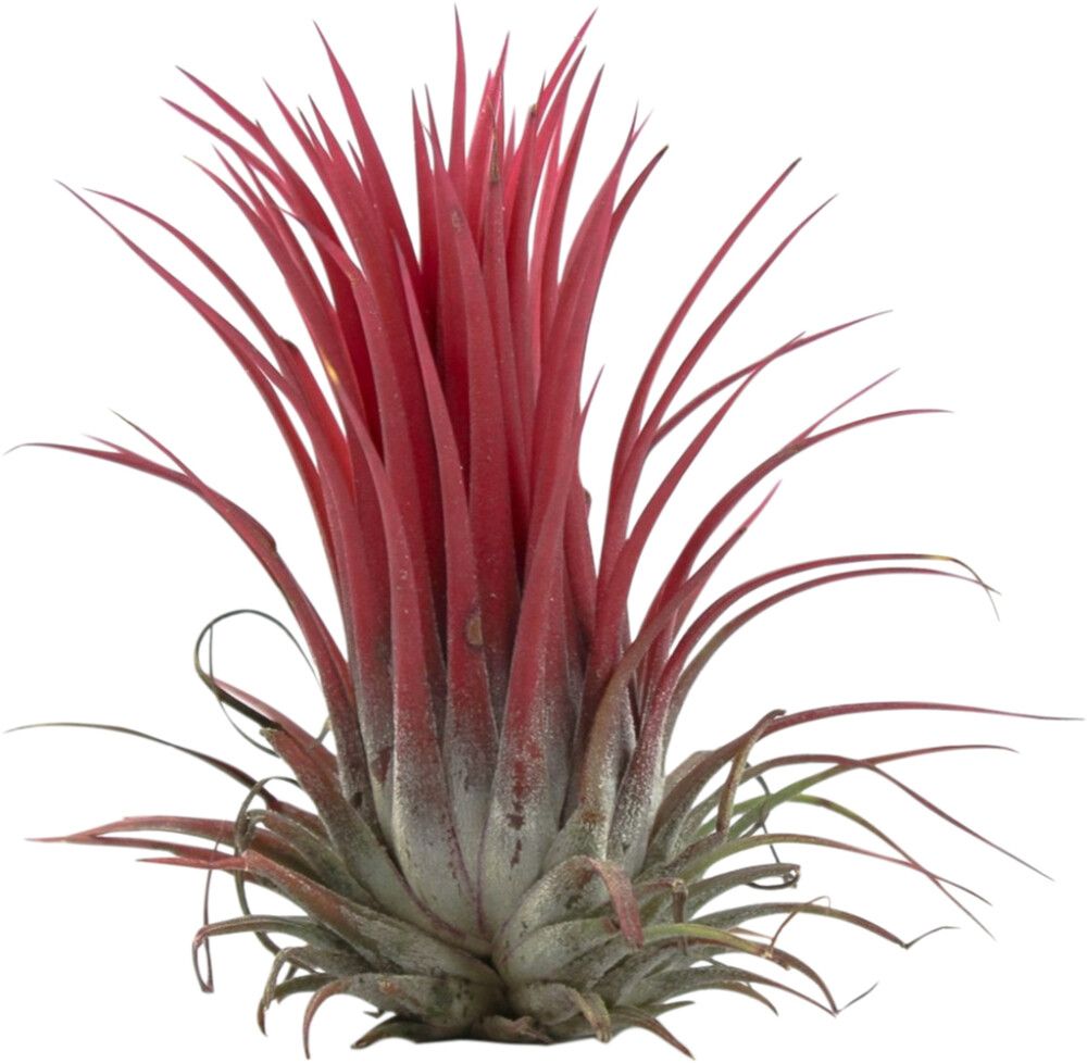 Käpytillandsia Mix 8 cm