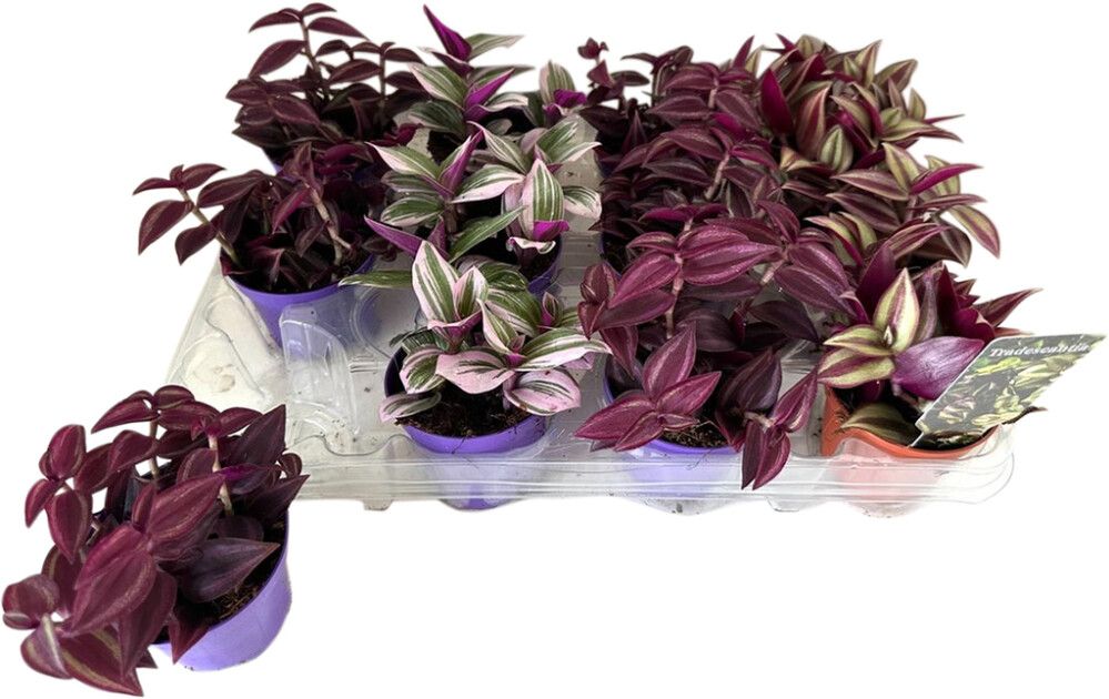 Juoru Tradescantia Mix P7