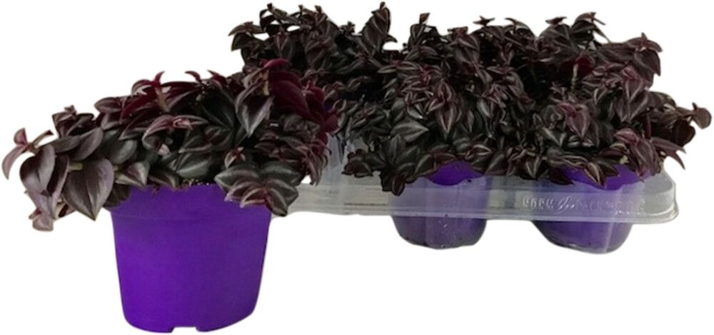 Juoru Tradescantia Purple Passion P12