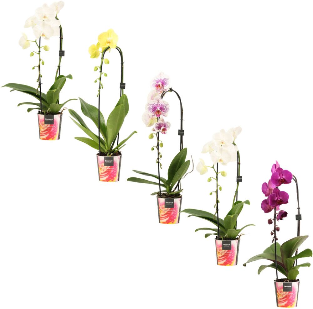 Perhoskämmekkä Phalaenopsis Mix kaarella 2-vanaa P12