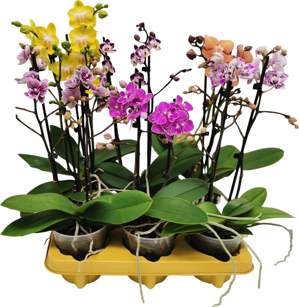 Perhoskämmekkä Phalaenopsis Mix P12