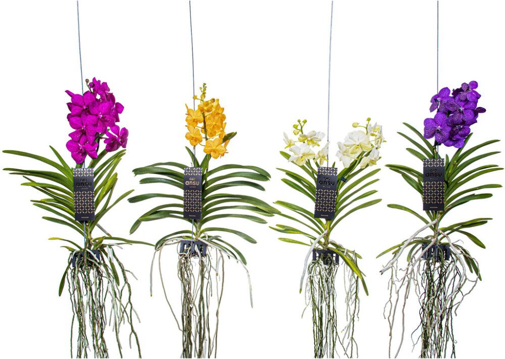 Orkidea Vanda Mix