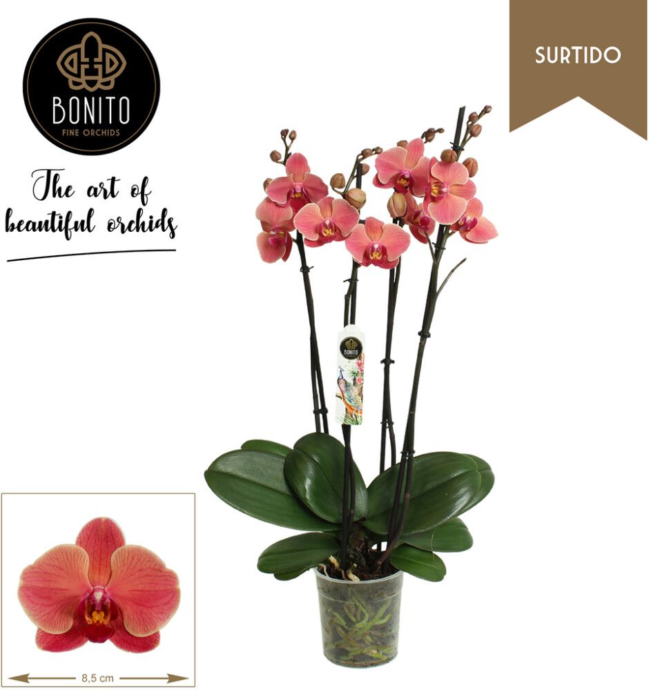 Perhoskämmekkä Phalaenopsis Narbonne 3-vanainen P12