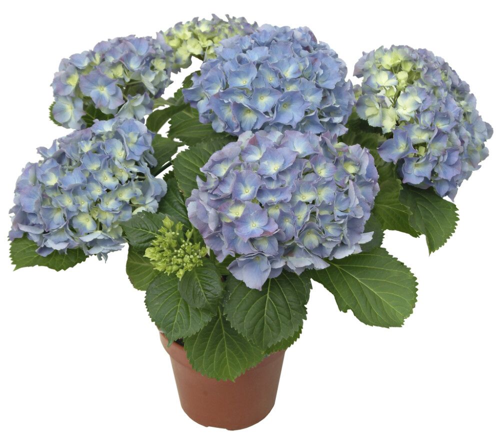 Hortensia Hydrangea Macrophylla Mix P23