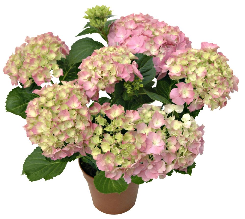 Hortensia Hydrangea Macrophylla Mix P23