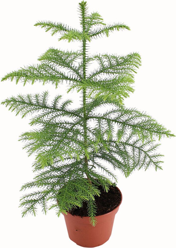 Huonekuusi Araucaria Heterophylla P14