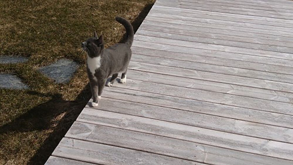 Terassilauta Aureskoski Kivipuu 28 x 95 mm Harjattu (per metri)