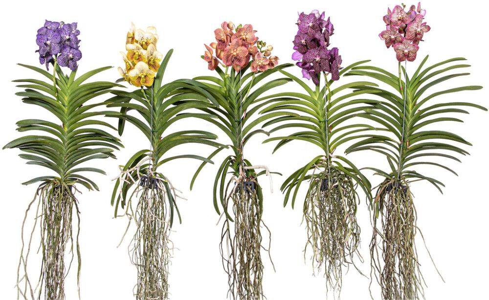 Orkidea Vanda Mix XXL 80 cm