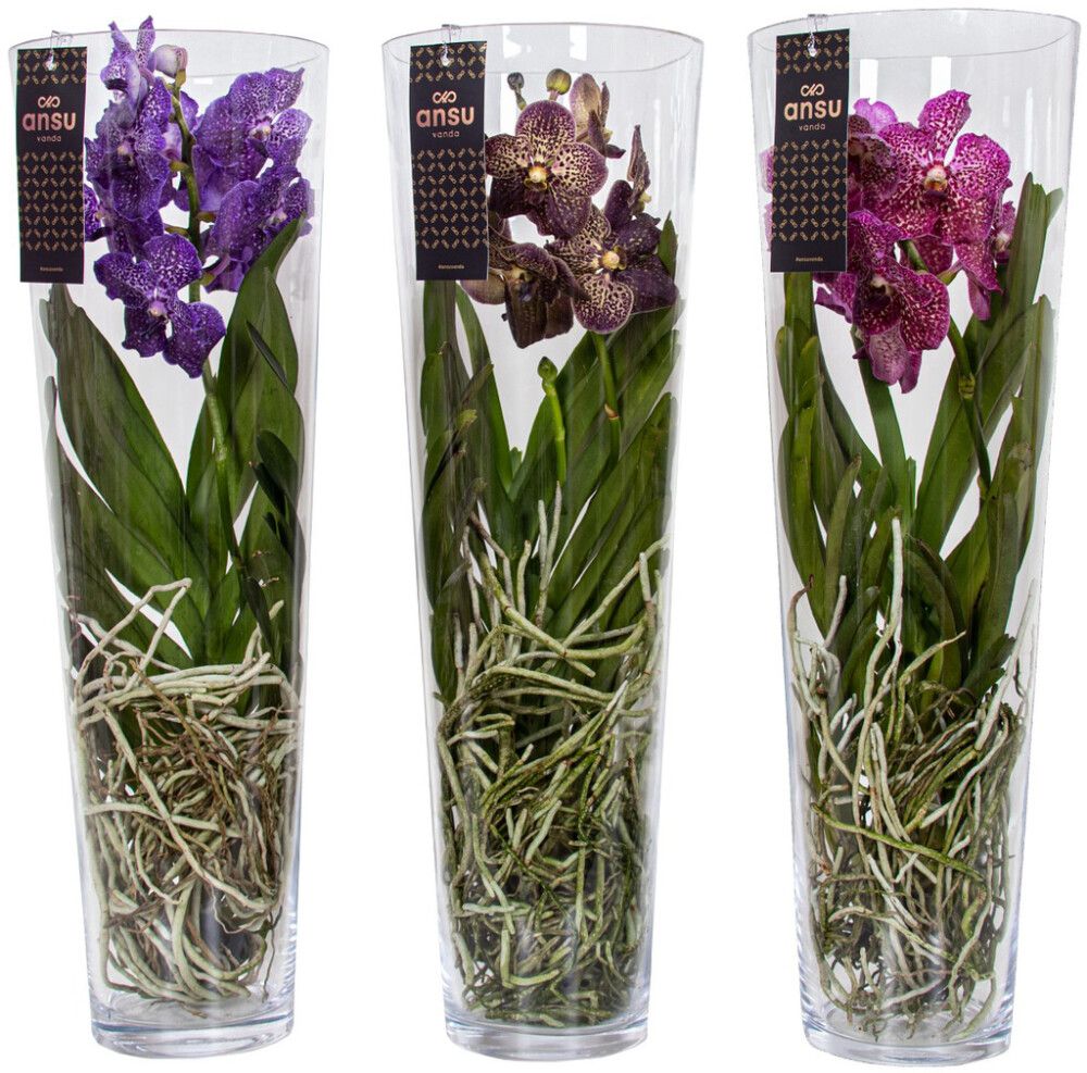 Orkidea Vanda Lisanne Mix 70 cm
